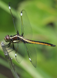 Spangled Skimmer